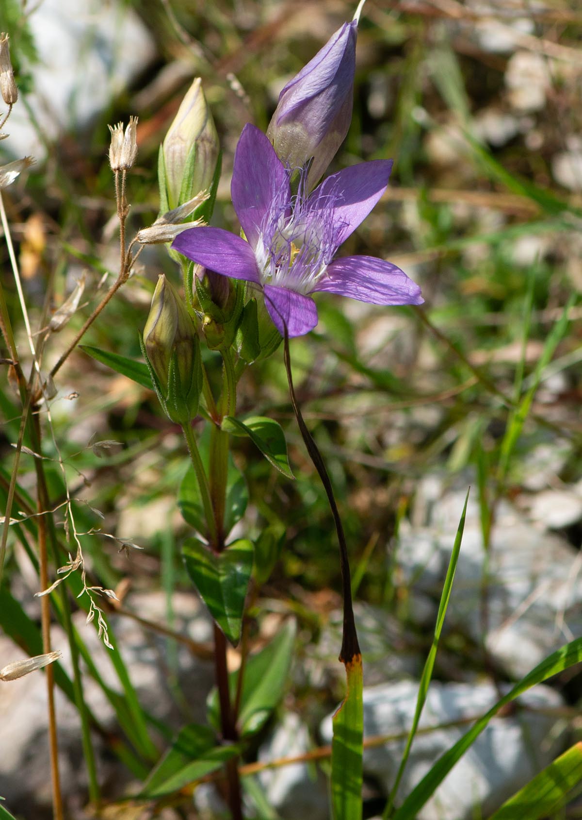 Habitus